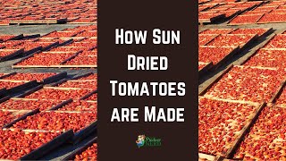 How Sun Dried Tomatoes are Made in California [upl. by Nosmirc]