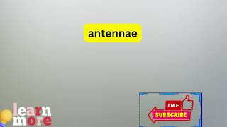 How to Pronounce antennae [upl. by Kcinimod]