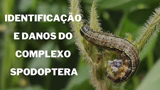 Danos e Identificação do Complexo Spodoptera S frugiperda S eridania e S cosmioides [upl. by Anolahs]