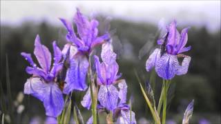 Irisblüte in Matschels [upl. by Hasila]