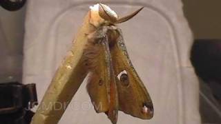 Moth emerging from cocoon  expanding wings time lapse [upl. by Dinsdale]