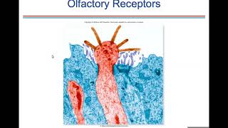 Ch 10 Sensory Receptors [upl. by Ariom]