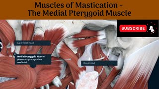 Medial Pterygoid Muscle  Origin  Insertion  Nerve Supply  Actions  Relations [upl. by Pernick713]