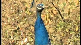 Indian Peafowl  Peacock   The National Bird of India [upl. by Johnston]