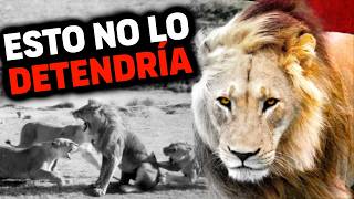 EL REGRESO ÉPICO de un León EXPULSADO DE LA MANADA por las Leonas  León Simba Jr [upl. by Ackler383]