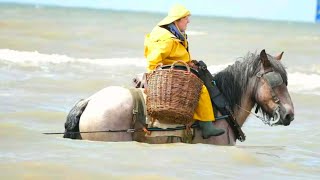 Wonderful spectacle15 shrimp fishermen on horseback in the NorthSea in Oostduinkerke [upl. by Eneja71]