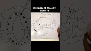 Functioning of stomata science education reel shorts [upl. by Adehsar]