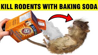 How To Kill Mice amp Rats RODENTS with Baking Soda [upl. by Nemraciram]