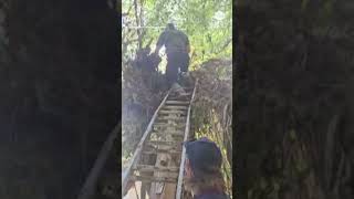 Firefighters rescue dog stranded in tree after Helene [upl. by Hinda752]