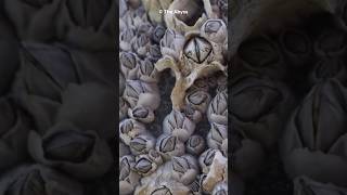 What Are Barnacles  Marine Mysteries Uncovered shorts [upl. by Issim]