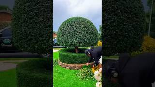 This guy cut the grass PT3 shorts youtubeshorts shortsfeed viralvideo viralshort [upl. by Athalee492]