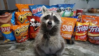 Raccoon Tries Most Popular Chips to see Which Chip is the Best [upl. by Dyoll]