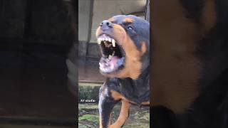 Angry Rottweiler barking at people rottweiler angrypuppy dogsound angrydog angrypets puppy [upl. by Ardnuaet496]