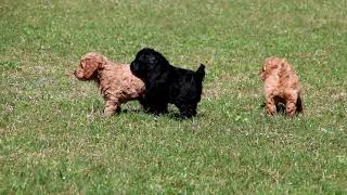 F1B Cockapoo Puppies For Sale Jonas amp Emma Zook [upl. by Ivad]