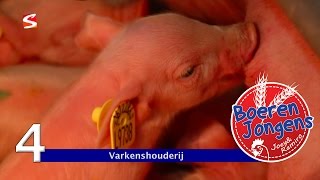 BOERENJONGENS aflevering 4  VARKENSBOER [upl. by Aicre]