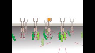 Oncogenic activation receptor tyrosine kinases HD [upl. by Callista]