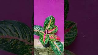 All indoor plants aglonimas calateas zz etcstarting 20whtsapp9633355401 for plantbdetails [upl. by Ahsenor]