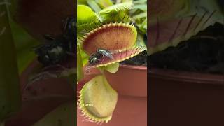 Most dangerous plants on the world 😱 facts viralshort [upl. by Maggie]