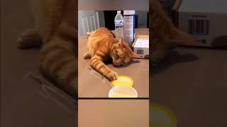 Cat Pretends to Sleep to Steal Food 😹🍽️ [upl. by Desmund]