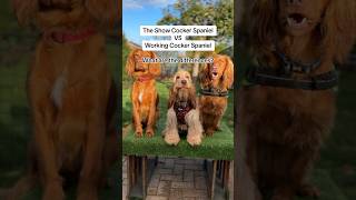 Show Cocker VS Working Cocker Spaniel What are the differences [upl. by Yllet79]