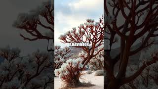 Visit the Unique Socotra Island [upl. by O'Neil407]