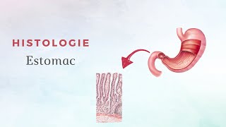 Histologie de lestomac [upl. by Zawde]