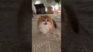 Cute cats and funny momentcute kitten catlover [upl. by Lelith]