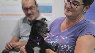 Cirugía por tumor en la cavidad nasal en un perro de avanzada edad [upl. by Wehttan]