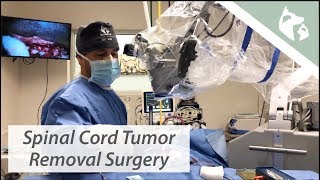 Spinal Cord Tumor Removal Surgery Vlog 14 [upl. by Limak]