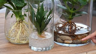 DIY  Neuer Trend Hydroponie Pflanzen ohne Erde im Glas [upl. by Schwartz]