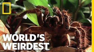 Worlds Biggest Spider  Worlds Weirdest [upl. by Aikrehs]