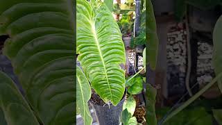 anthurium veitchii plants anthuriumlovers [upl. by Carpenter]