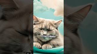 ¿Por qué los gatos tienen quotticsquot o movimientos espasmódicos mientras duermen gatos shortsyoutube [upl. by Lizzie820]