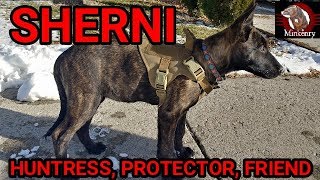 Sherni Huntress Protector Friend  Episode 1 Scent Discrimination Training [upl. by Nauqad]