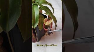 Feeding my Nepenthes a beautiful Moth 🦋 nepenthesplant pitcherplants carnivorousplants nepenthes [upl. by Ia]