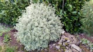 Pittosporum silver queen [upl. by Sabec]