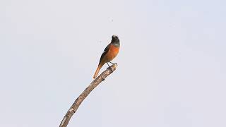 Daurian redstart calls 黃尾鴝叫聲 [upl. by Enomaj]