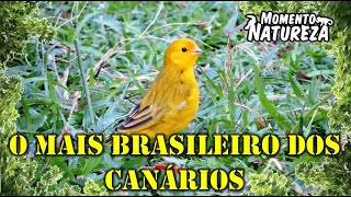 Canário  da  terra  Sicalis flaveola   Momento Natureza [upl. by Garlan509]