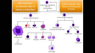 Immunology  introduction [upl. by Nilecoj]