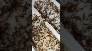 Ants loving their new nest pheidole noda edsants antsinvasion nature beautiful ants antlife [upl. by Llehcal]