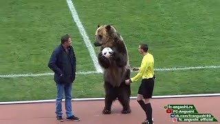 Bear helps kick off Russian football match [upl. by Ettennan996]