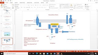 Protein Kinase C Part 1 Introduction Production of DAG and IP3 and Calcium homeostasis [upl. by Marcoux]