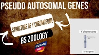 Pseudo autosomal genes Structure of Y chromosome  Genetics BS Zoology [upl. by Ilegna556]