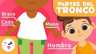 Las partes del cuerpo humano  El torso  Vocabulario para niños [upl. by Treb]