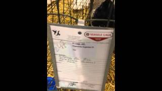 Poules et coqs Wiandotte argentée GR pure race [upl. by Garwood516]