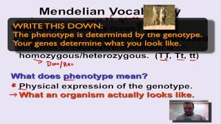 Chapter 11 Part 7  Mendelian Vocabulary [upl. by Eirret]