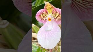 Paphiopedilum micranthum [upl. by Pacificas209]