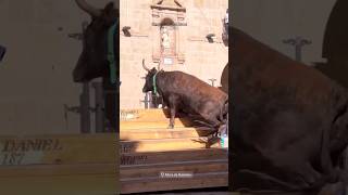 💥 Suelta de una vaca en Mora de Rubielos Teruel 📹 paulavalverdem [upl. by Eissert591]