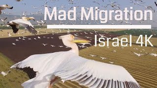 Mad Migration Aerial Birds 4K  לעוף עם הציפורים [upl. by Anikal]