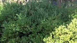 Arctostaphylos dens Howard McMinn [upl. by Gwenni947]